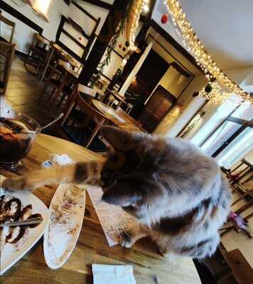 Kocia Kawiarnia Kociarnia - Karmelicka