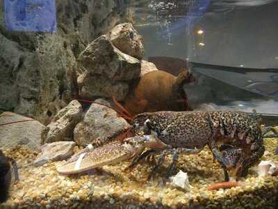 Marisqueira Florbela