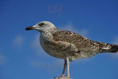 Nata Lisboa - Cascais