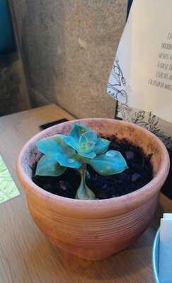 Semente Art, Coffee & Plant Based Food