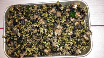 Pizzaria Garça Morena