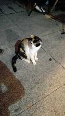 Uma Velha Tinha Um Gato