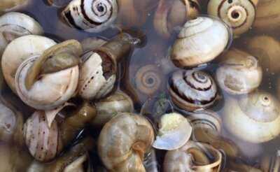 Eatwith: Bernardo Of Porto