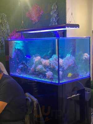 Solar 31 - Peixe E Marisco