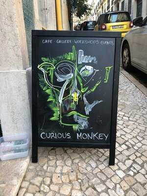 Curious Monkey