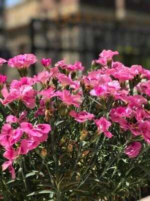 Trattoria Il Villagio