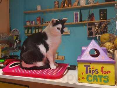Miau Cafe