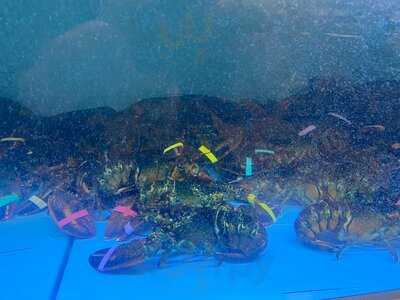 Taverna Racilor Timisoara