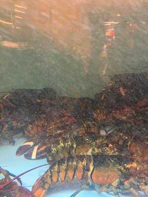 Taverna Racilor Timisoara