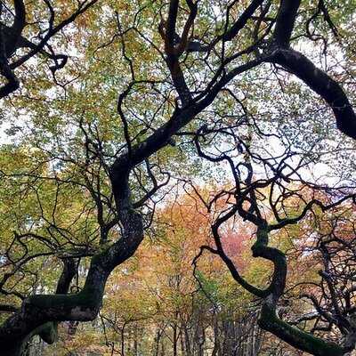 Torna Hällestad Lanthandel