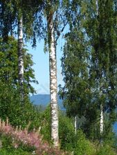 Tossebergsklätten