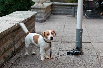 Konditori Fågelsången