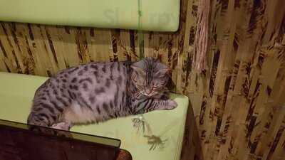 Cat Cafe