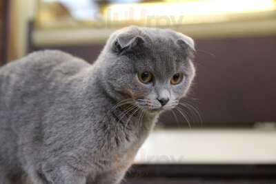Cat Cafe