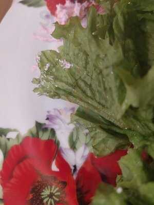 Varenichnaya Katyusha